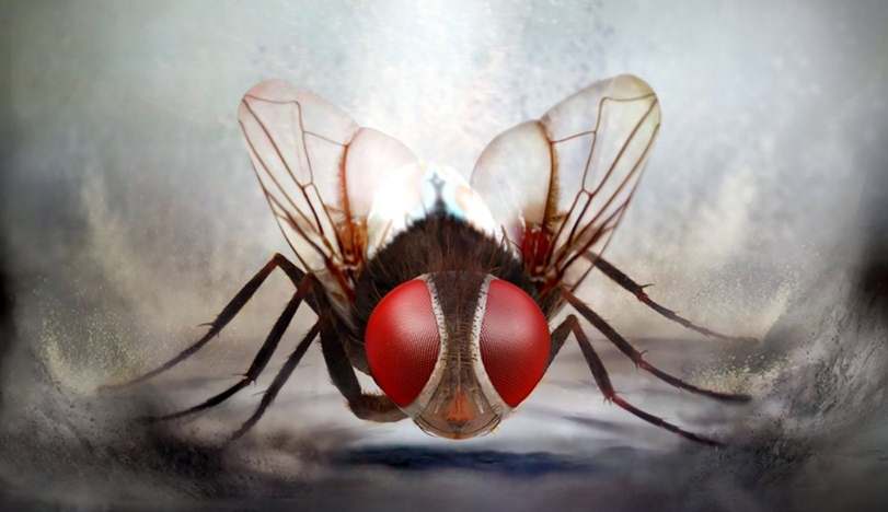 Eega and makkhi science fiction telugu film